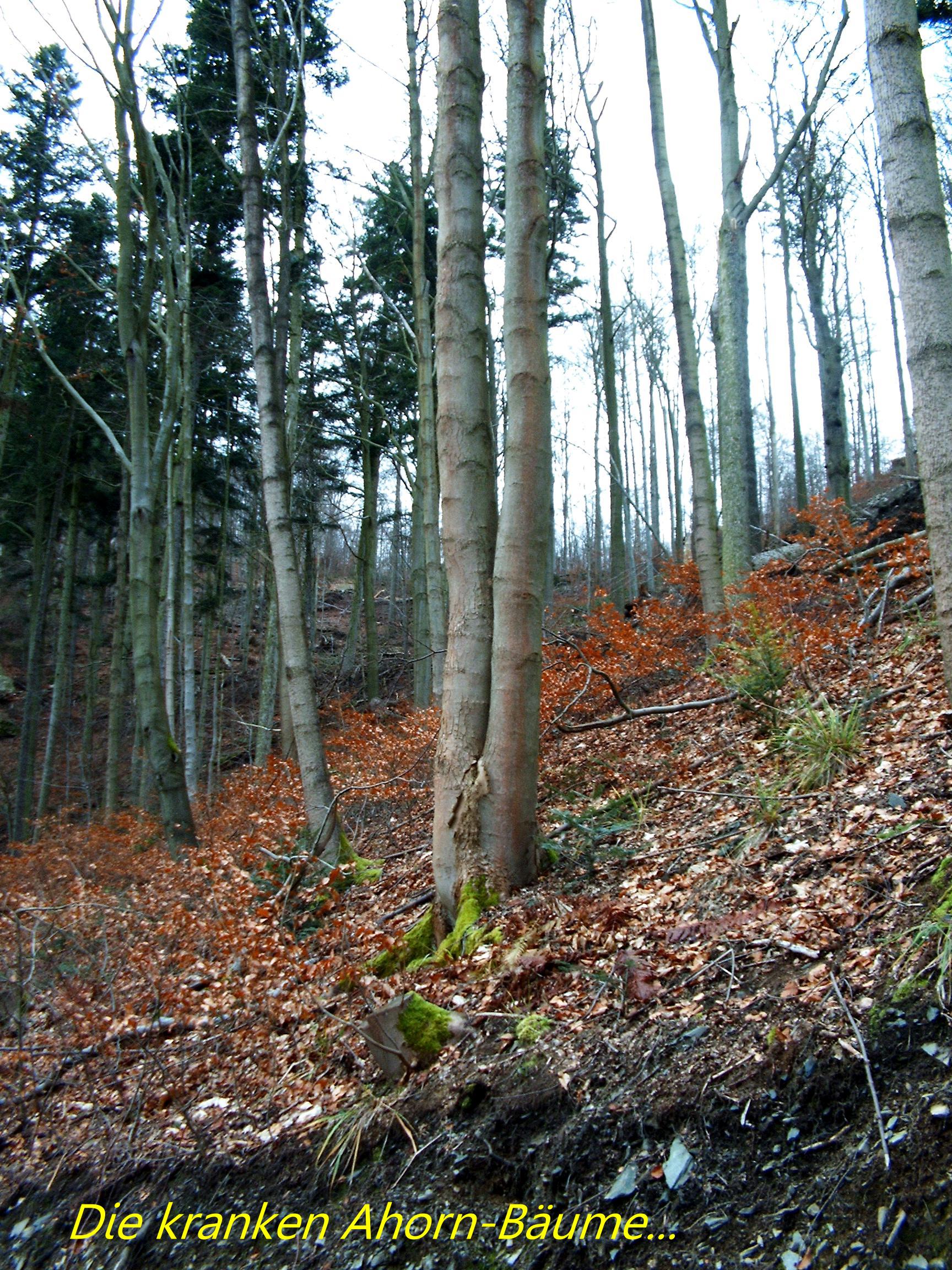 Wten im Wald