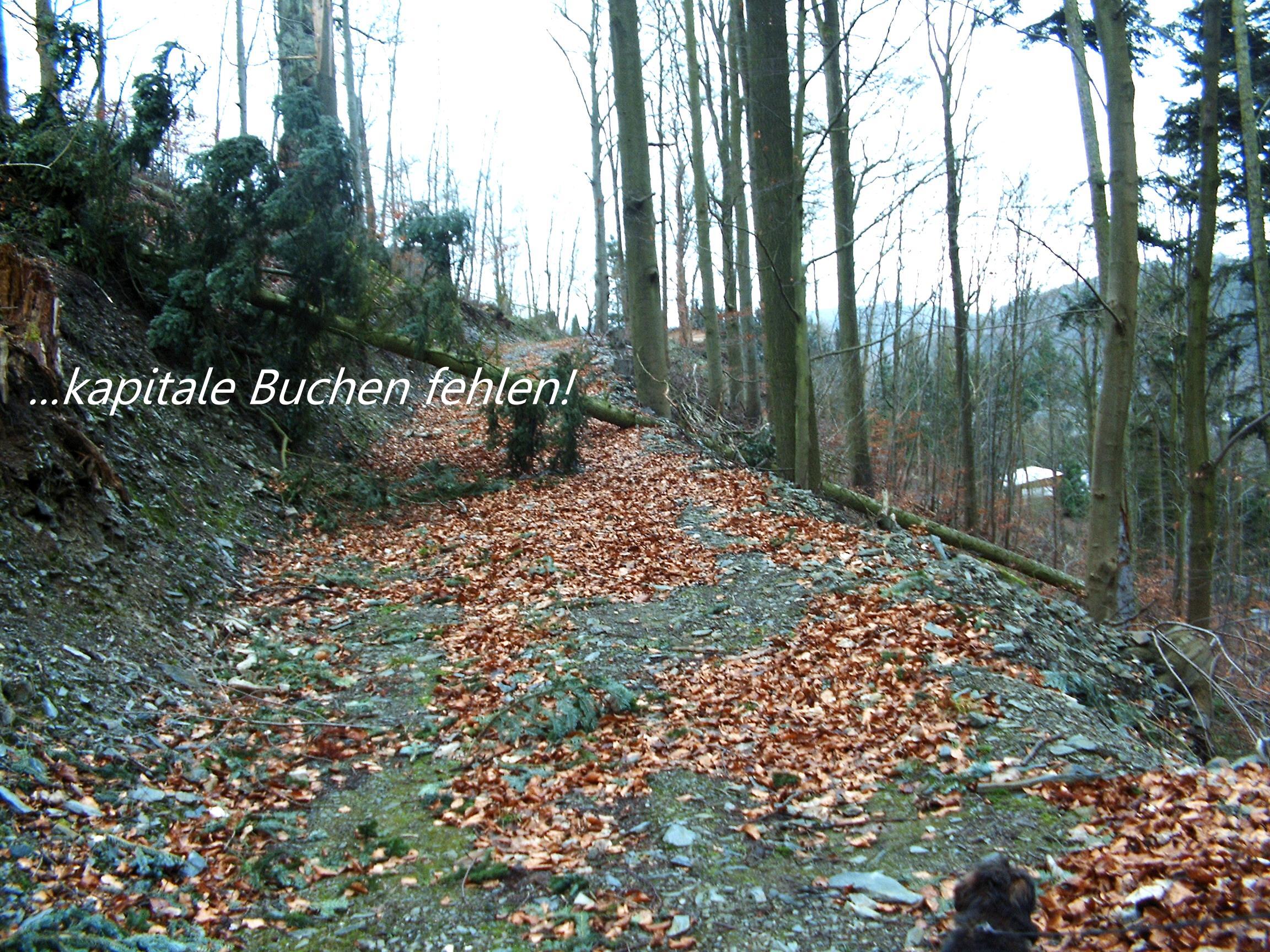 Wten im Wald
